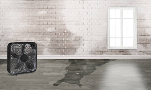 Best Local water damage restoration  in University Center, VA